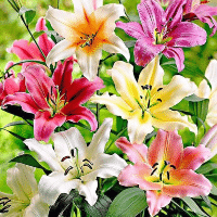 example mixed lily flowers