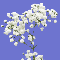 example white gypsophila