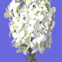 example white orchid flowers
