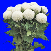 example white ping pong mum