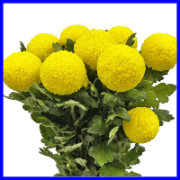 example yellow ping pong mum